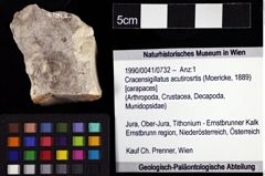 Foto (Objket + Etiketten) von Cracensigillatus acutirosrtis (Moericke, 1889) 